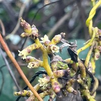 Cuscuta reflexa Roxb.